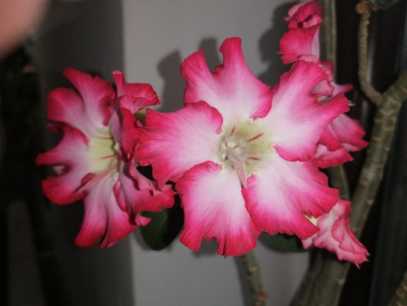  - Adenium Hoya si alte plante suculente