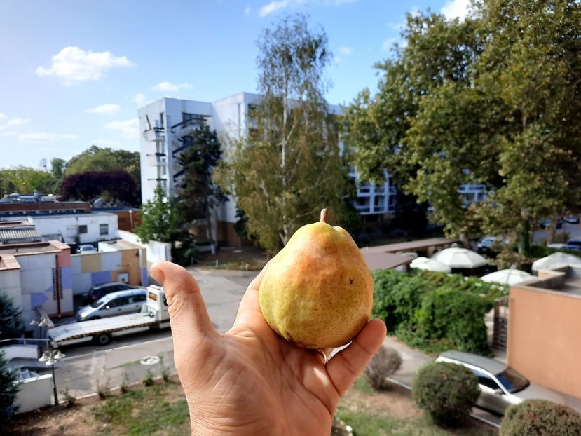 Para bună de mâncat gust dulce echilibrat,  plimbata la Neptun - Par de la nycoleta 100 ani