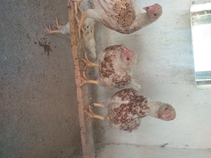  - Combatant indian talie mare