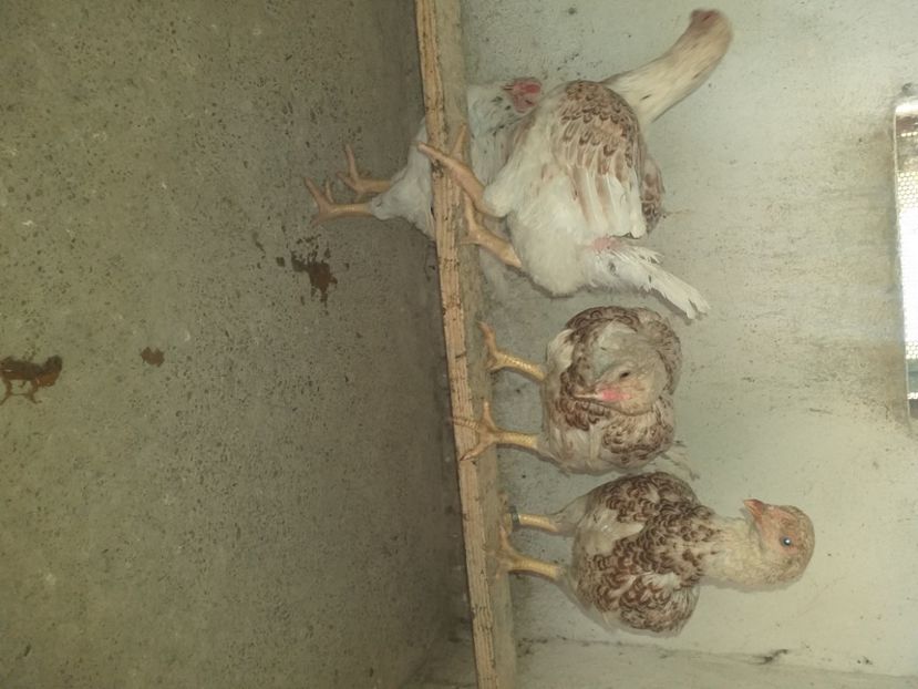  - Combatant indian talie mare