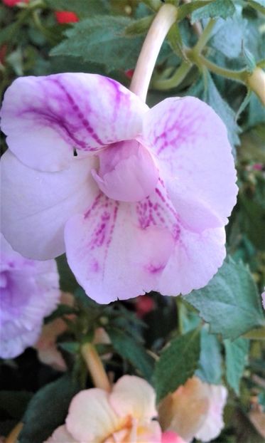  - 0000 ACHIMENES