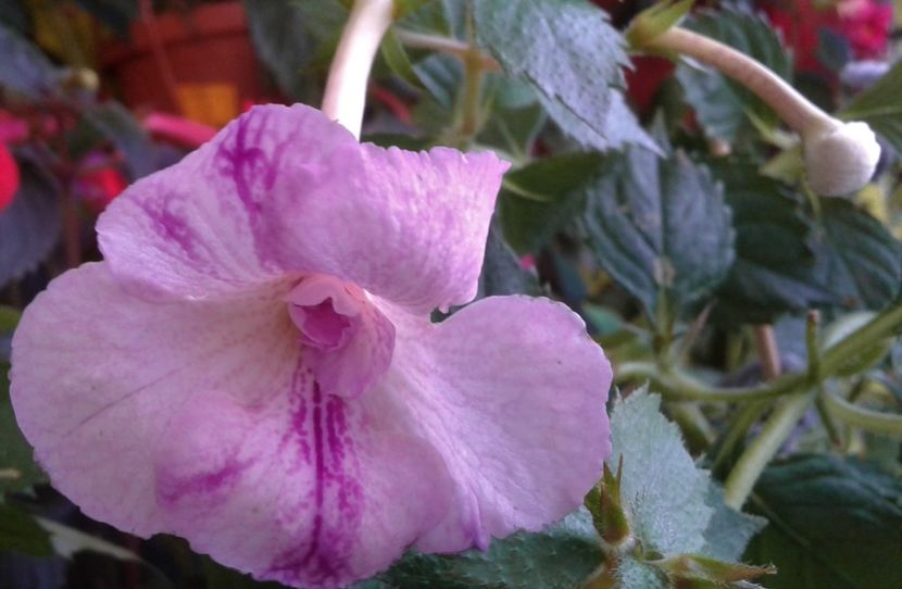  - 0000 ACHIMENES