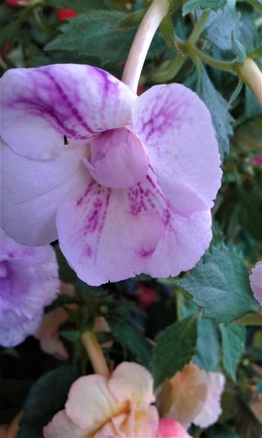  - 0000 ACHIMENES