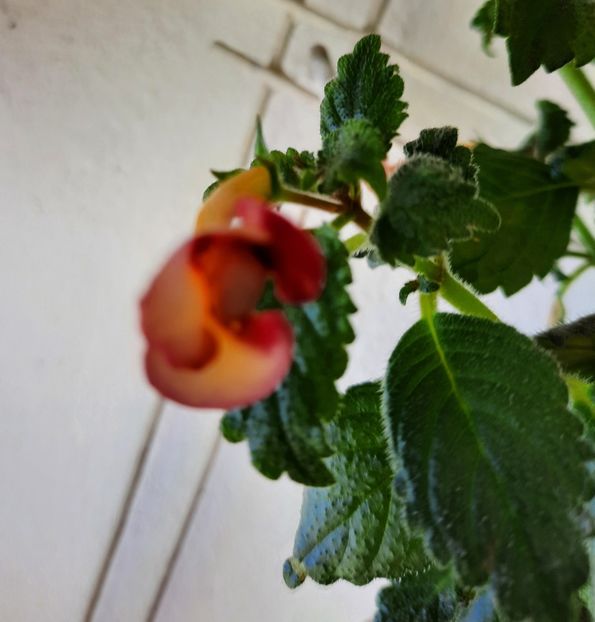 20200921_122652~2 - PEACH OCHARD