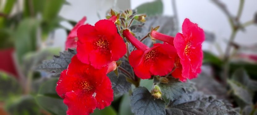 2020 - Sadistic Love