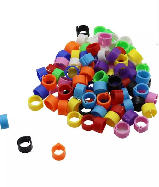  - A1 CLEME PORUMBEI DE VANZARE