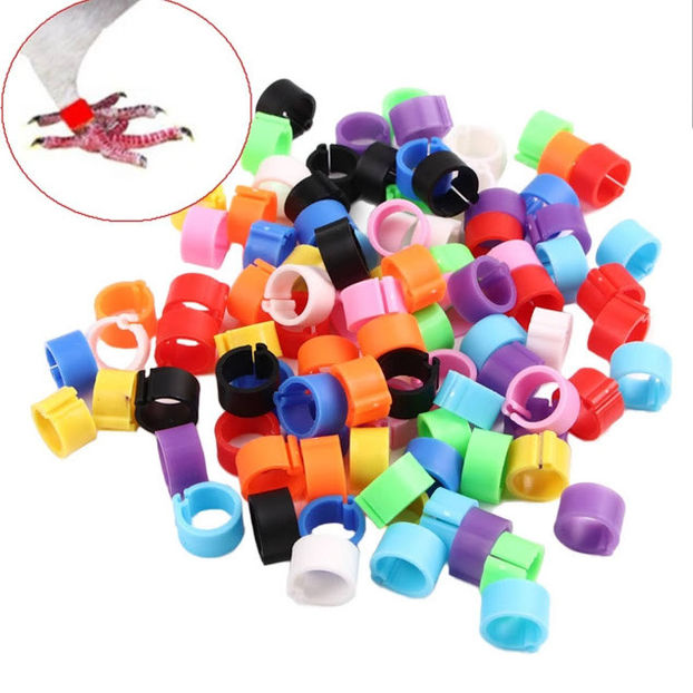  - A1 CLEME PORUMBEI DE VANZARE