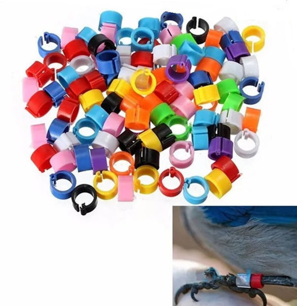  - A1 CLEME PORUMBEI DE VANZARE