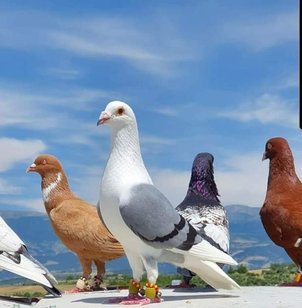  - NU AMI APARTIN 2020