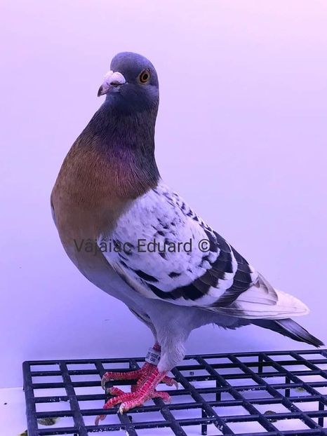  - NU AMI APARTIN 2020