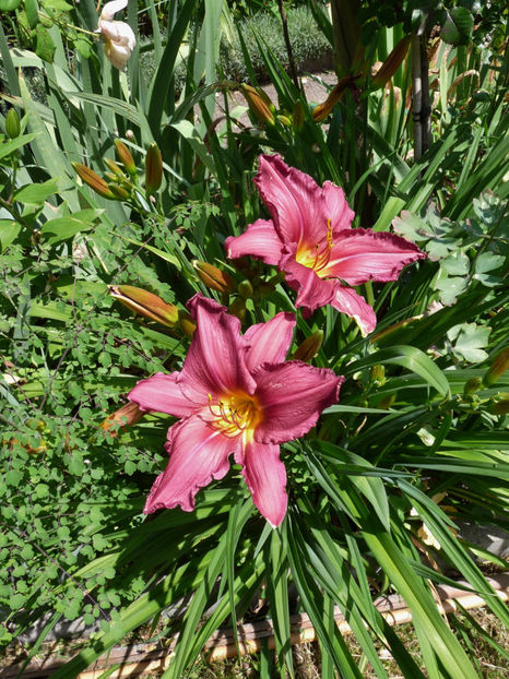  - Hemerocallis
