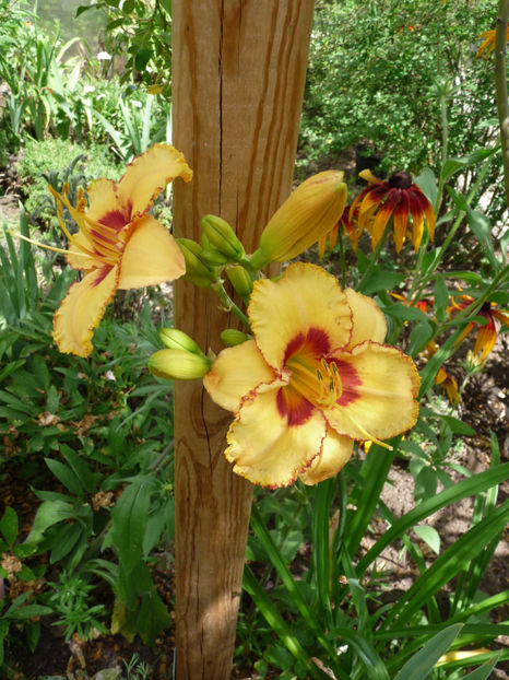  - Hemerocallis