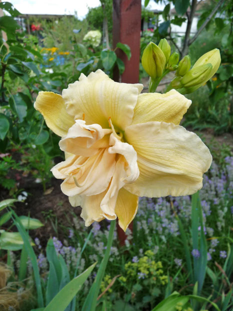  - Hemerocallis