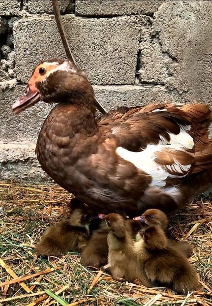 Sfarsit de sezon - Bomboane asortate 2020