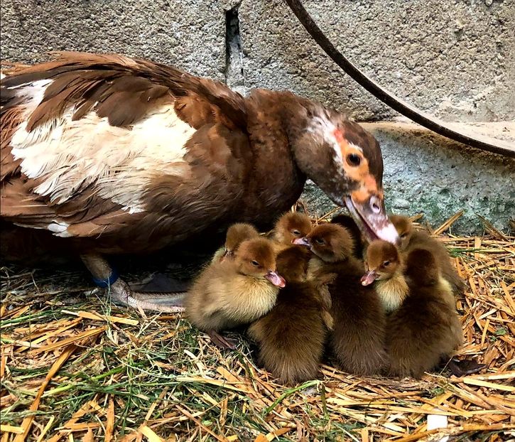 In aceeasi nota - Bomboane asortate 2020