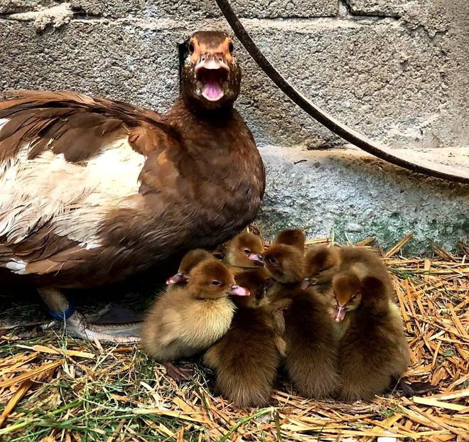 Ciocolatie 100% german blooline - Bomboane asortate 2020