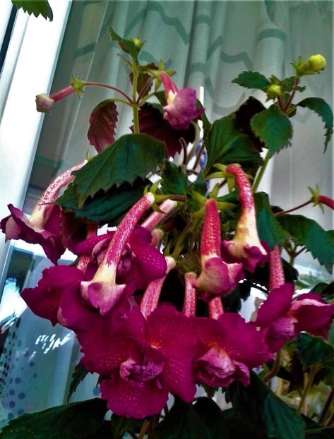 20200921_075656-2 - achimenes werner 2020