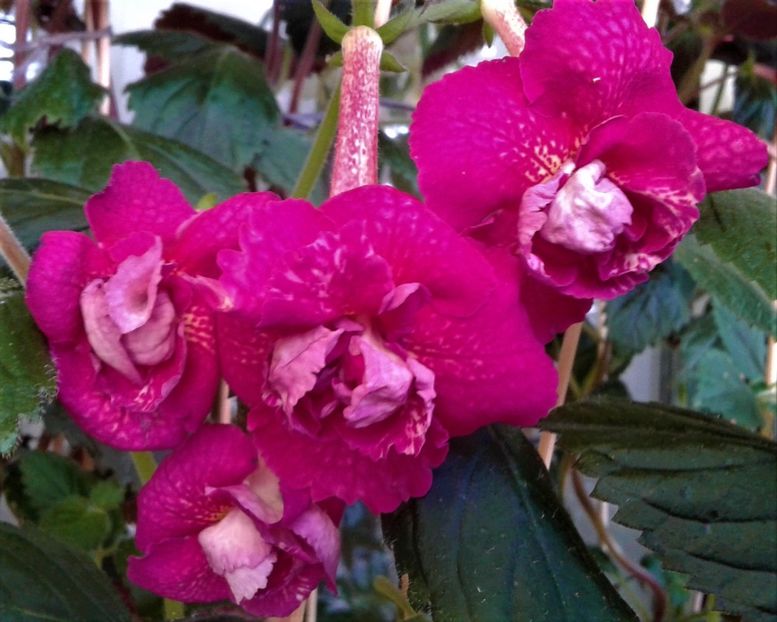  - achimenes werner 2020