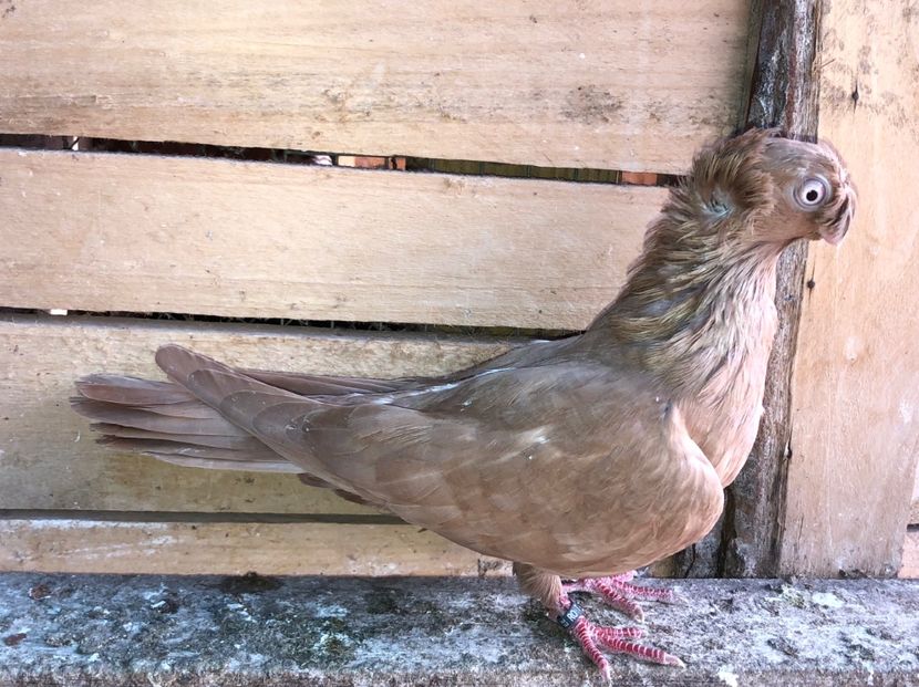 8557  femelă  2020_1 - pui 2020 BM