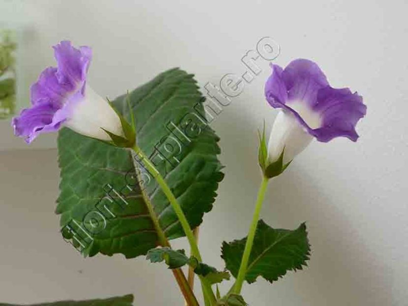 Sinningia Luci s Secret Name - GLOXINIA-SINNINGIA _COLECTIA 2020_2024