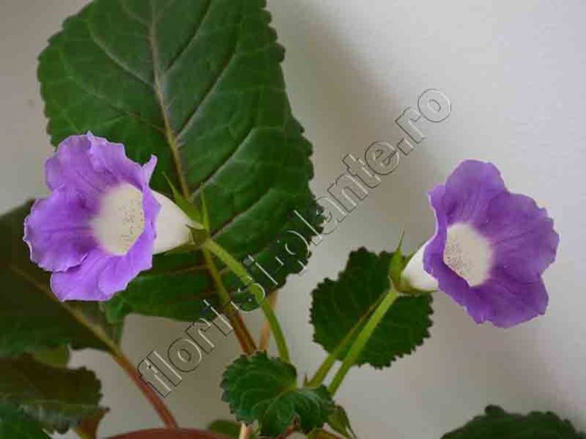 Sinningia Luci s Secret Name - GLOXINIA-SINNINGIA _COLECTIA 2020_2024
