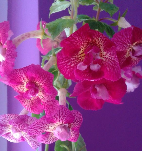  - 000018 ACHIMENES