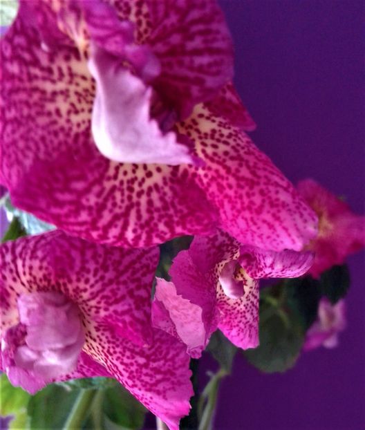  - 000018 ACHIMENES