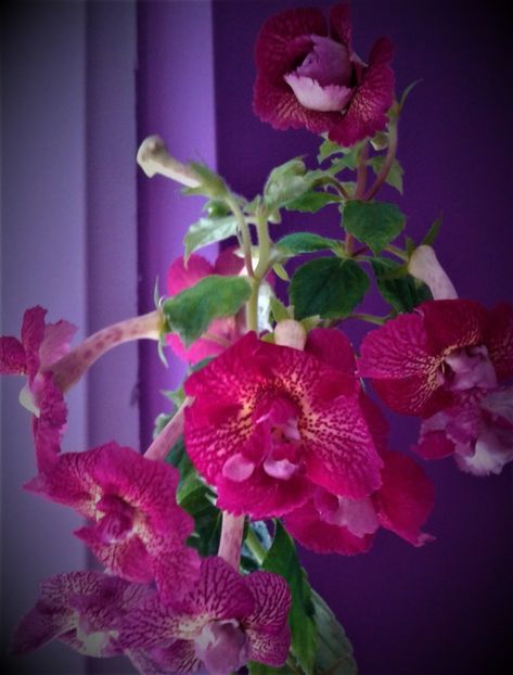  - 000018 ACHIMENES