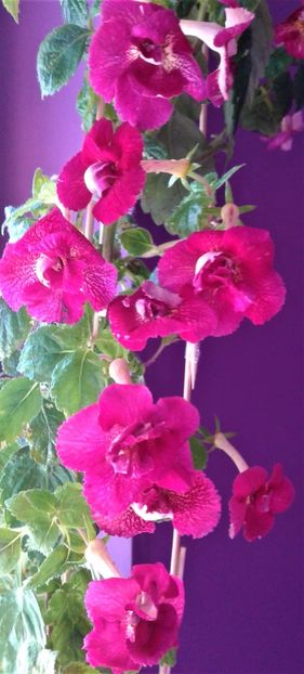  - 000018 ACHIMENES
