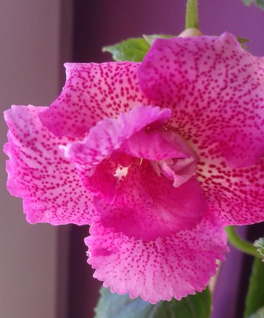  - 000018 ACHIMENES