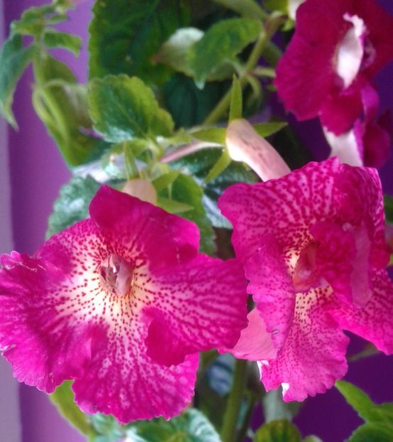  - 000018 ACHIMENES