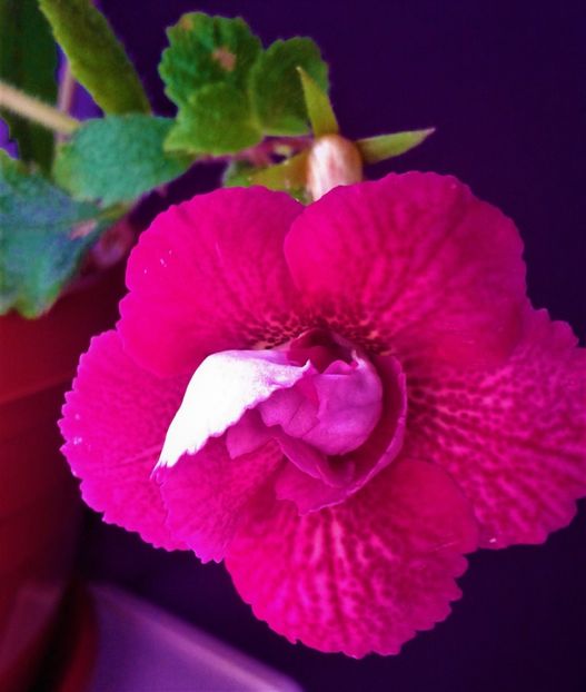  - 000018 ACHIMENES