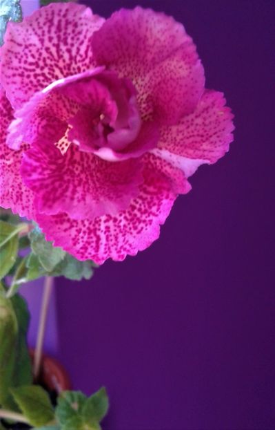  - 000018 ACHIMENES