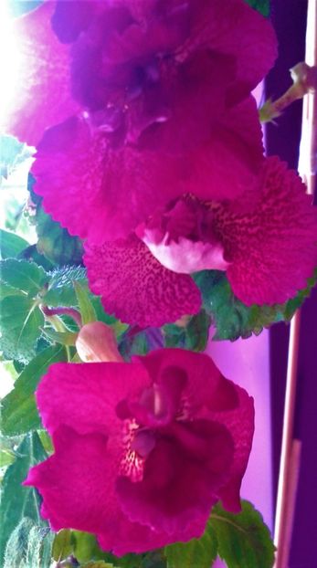  - 000018 ACHIMENES