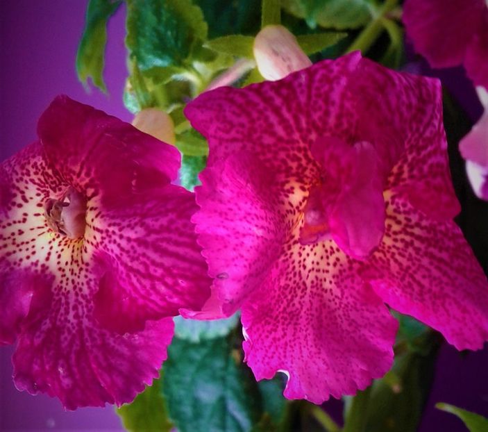  - 000018 ACHIMENES