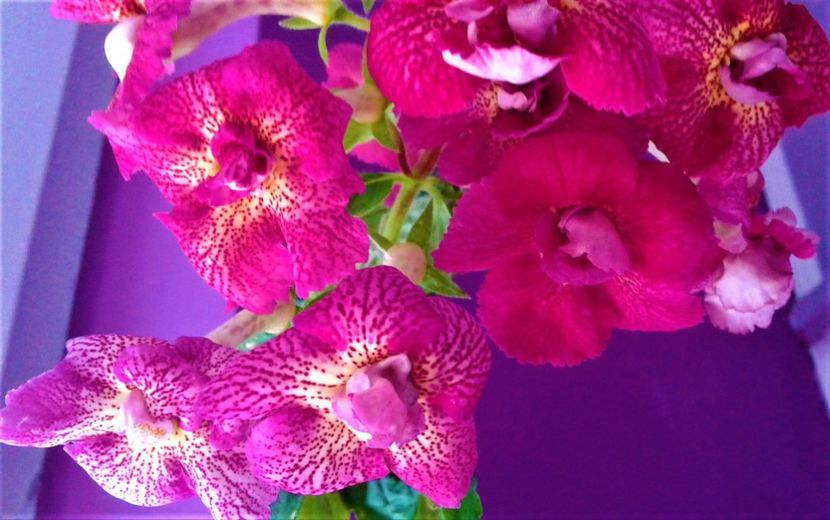  - 000018 ACHIMENES