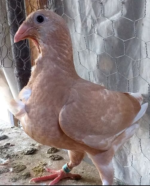  - CRAVATAȚI ROMÂNEȘTI