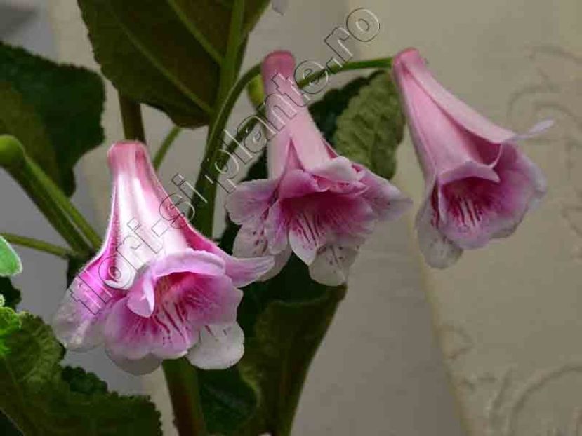Sinningia Kevin Garnett - GLOXINIA-SINNINGIA _COLECTIA 2020_2024