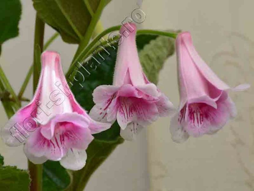 Sinningia Kevin Garnett - GLOXINIA-SINNINGIA _COLECTIA 2020_2024