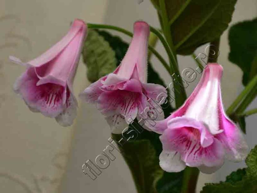 Sinningia Kevin Garnett - GLOXINIA-SINNINGIA _COLECTIA 2020_2024