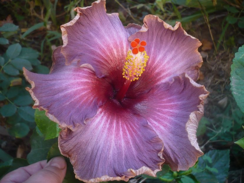 P1460573 - HIBISCUSI 2020-4