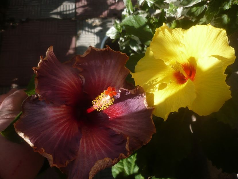 P1460574 - HIBISCUSI 2020-4