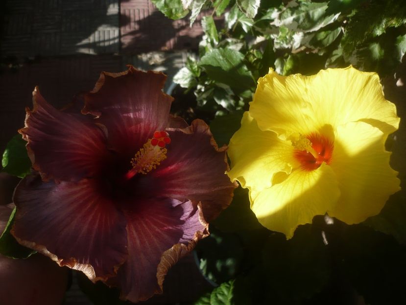 P1460575 - HIBISCUSI 2020-4