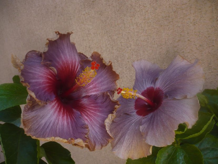 P1460577 - HIBISCUSI 2020-4