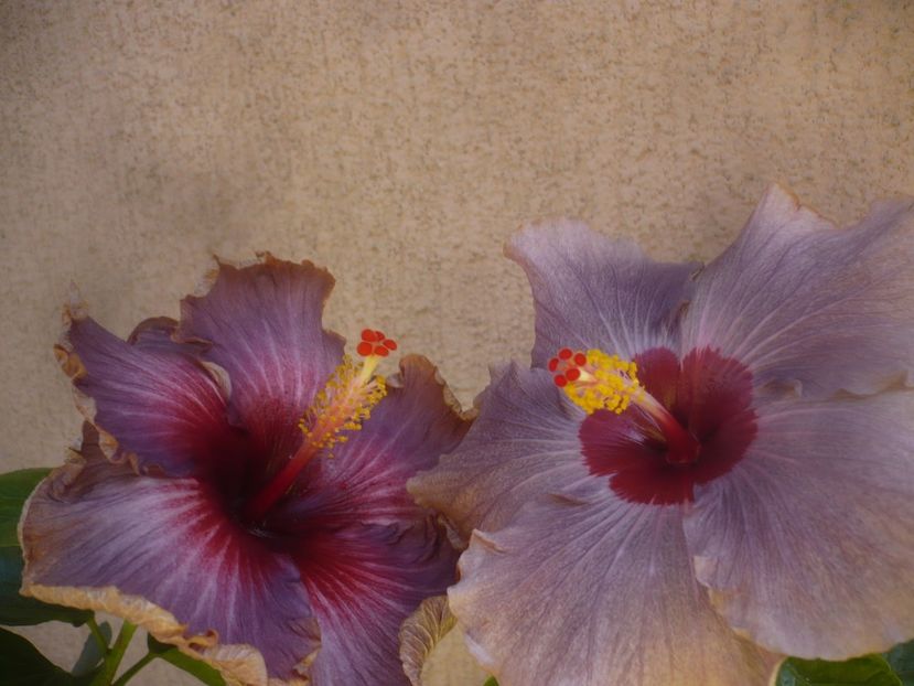 P1460578 - HIBISCUSI 2020-4