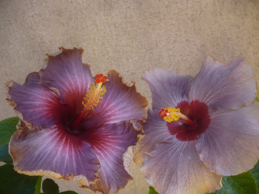 P1460579 - HIBISCUSI 2020-4