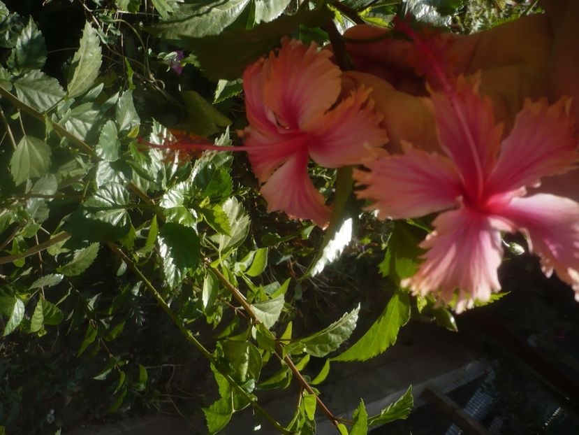 P1460580 - HIBISCUSI 2020-4