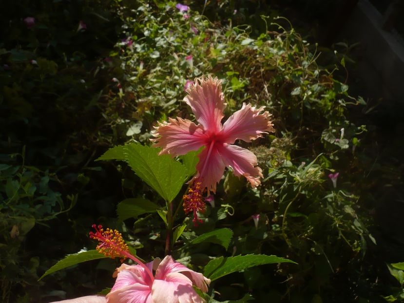 P1460581 - HIBISCUSI 2020-4