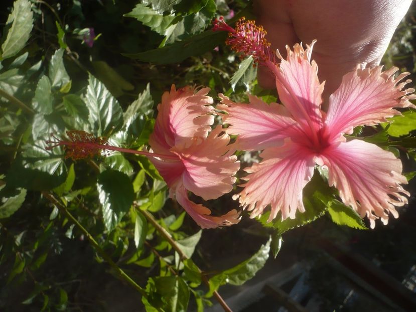 P1460582 - HIBISCUSI 2020-4