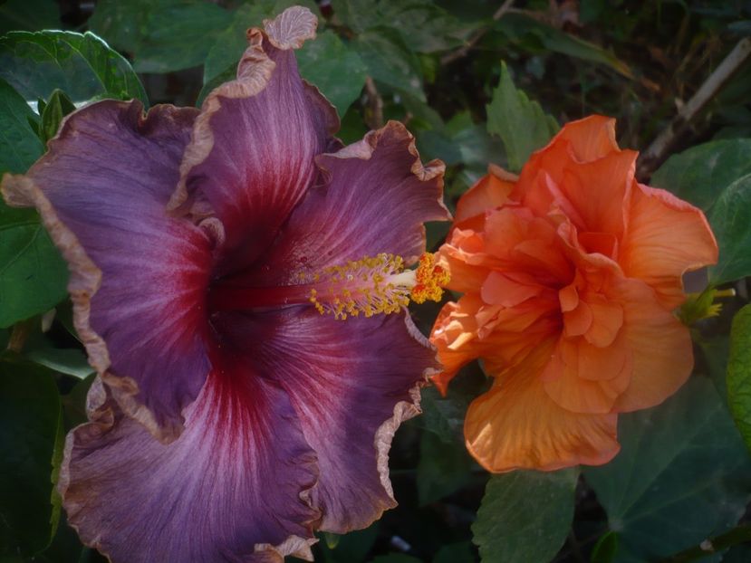 P1460583 - HIBISCUSI 2020-4